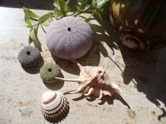 Images/Muscheln.jpg